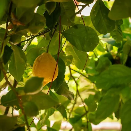 Il Giardino Di Nonna Pina